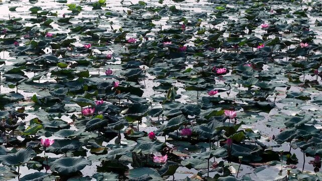 Dense lotus leaves float on calm water. Pink lotus flowers bloom across the surface at Tasik Raban