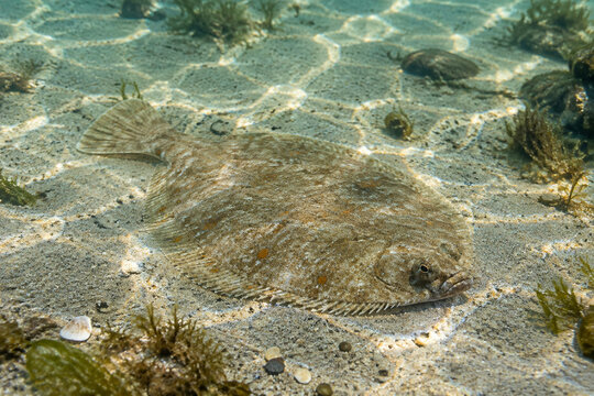 A single plaice fish resting on a sandy seabed in shallow, sun-dappled water.
