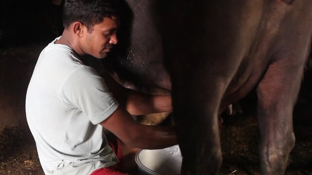 Men milking buffalo at home.