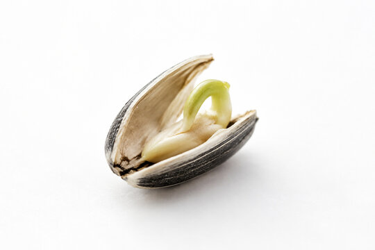 A split seed revealing a sprouting embryo inside.