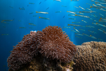 Anemonefish in Sea Anemone with Yellowtail Barracuda © mikeennis_uw