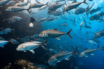 Bigeye Trevally School at Sail Rock in Warm Afternoon Light © mikeennis_uw
