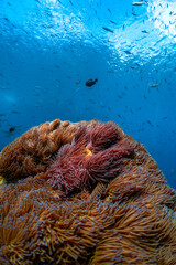 Vibrant Shallow Reef with Anemones and Tropical Fish © mikeennis_uw