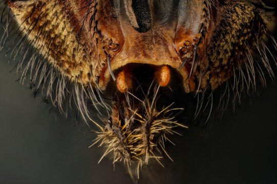 Macro micrograph of housefly mouthparts detailing hairy labellum structure, 
bright orange maxillary palps with chemoreceptors, and dense sensory bristles on the insect chitin cuticle face