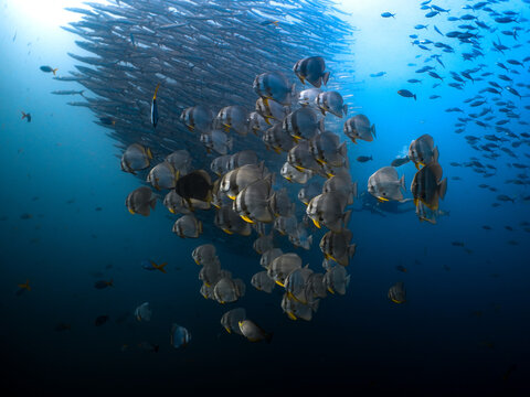 School of Batfish with Chevron Barracuda in the Background