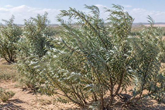 Oleaster shrubs with silvery leaves growing in sandy, arid soil.