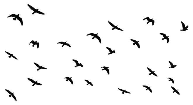 A flock of birds in flight black silhouette