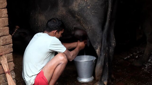 Men milking buffalo at home.