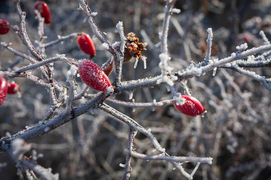 Bright red rose hips covered in delicate white frost during a cold winter morning in nature