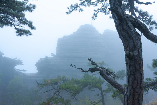 Mysterious rocky mountain peak emerging through a thick morning fog in a pine forest setting