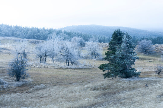 Frost covered trees in a serene mountain meadow during a cold and misty winter morning landscape
