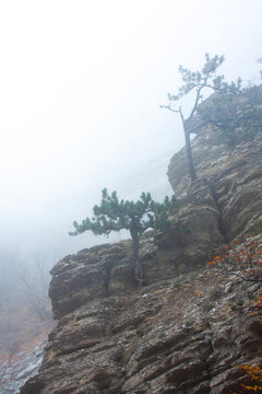 Rugged pine trees growing on a steep rocky cliff face shrouded in a thick mountain morning mist