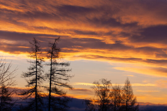 Vibrant golden hour sky with silhouettes of tall coniferous trees at the edge of a forest