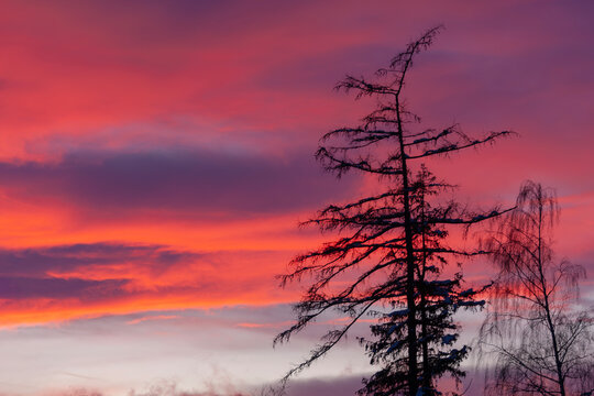 Vibrant sunset sky with silhouettes of coniferous trees against a dramatic purple and red horizon