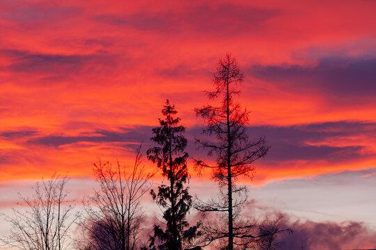 Vibrant red and orange sunset sky glowing behind the silhouettes of tall evergreen pine trees