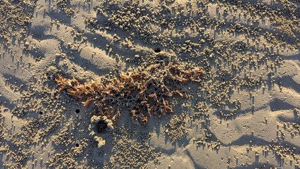 Brown seaweed clump on rippled sandy beach texture with crab burrow holes © Arid Rahman