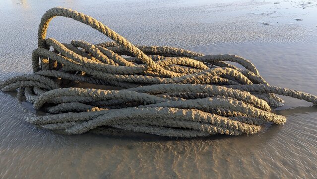 Thick gray coiled rope lying tangled on wet sandy beach texture