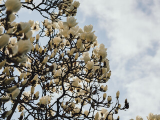 Magnolia blossoms bloom © by Natallia