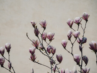 Pink magnolias blooming © by Natallia