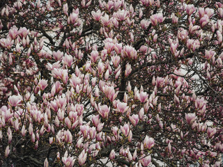 Pink magnolias blooming  © by Natallia