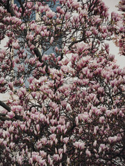 Pink magnolia blossoms bloom  © by Natallia