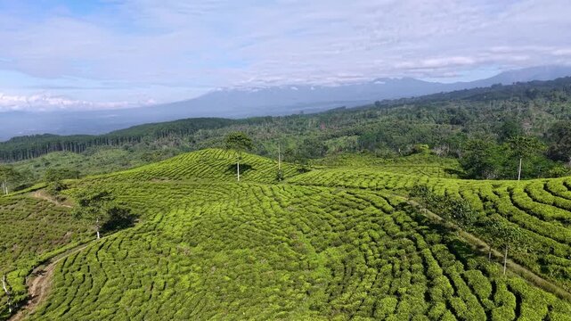 Lush green tea fields stretch across rolling hills. Mountains loom far off in soft blue haze