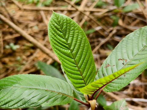 kratom leaves in the morning