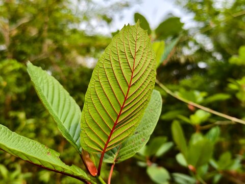 kratom leaves in the morning