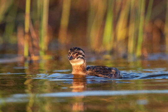 White tufted Grebe swimming, La Pampa Province, Patagonia, Argentina