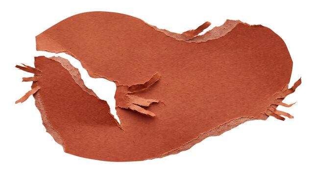 Roasted coffee bean split in two halves