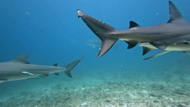 Bull sharks are gracefully swimming through clear blue ocean water above the sandy reef, attracting divers for an exciting and immersive underwater shark feeding experience near the Fiji islands