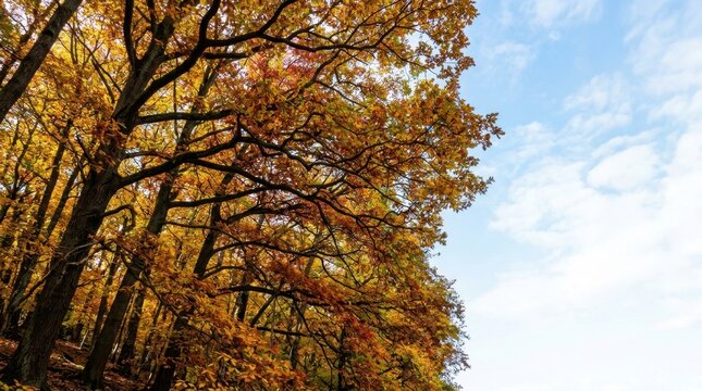 Autumn forest canopy with glowing leaves
