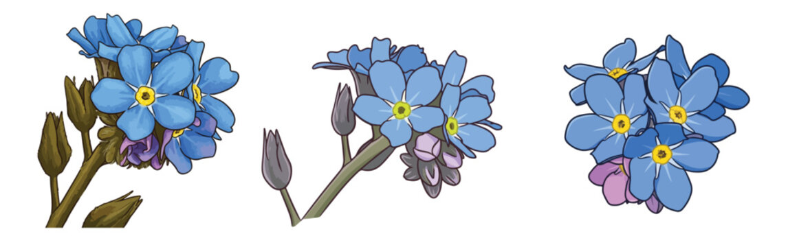 Botanical Blue Forget Me Not Flowers Set Single Bloom Blossom Stem Clusters and Myosotis Flower Clusters Vector Illustration Isolated on White Background