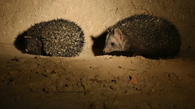 Footage of the hedgehog in the habitat
