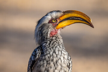 A Southern Yellow-billed Hornbill (Tockus leucomelas) shows off its brilliant eye in Xhumaga, Makgadikgadi Pans National Park, Botswana © FaerOut