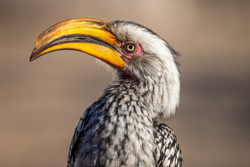 A Southern Yellow-billed Hornbill (Tockus leucomelas) rests on a log in Xhumaga, Makgadikgadi Pans National Park, Botswana © FaerOut
