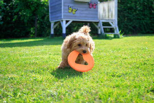Maltipoo puppy playing on green grass in a summer garden