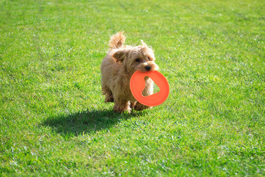 Maltipoo puppy playing on green grass in a summer garden