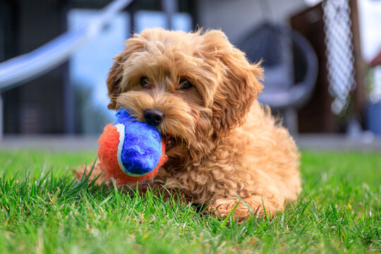 Maltipoo puppy playing on green grass in a summer garden