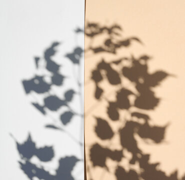 Shadows from a branch with leaves falling on white and beige surfaces.