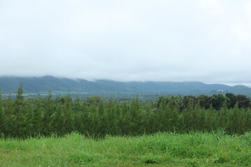 Obraz premium Row of pine trees with misty mountains