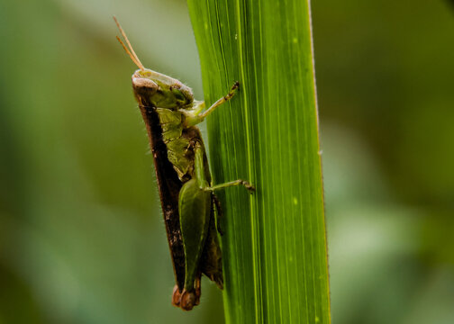 Close-up macro photo of a green grasshopper clinging to a blade of grass on a blurry green background