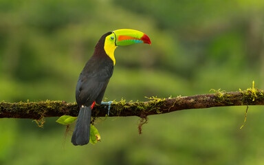Fototapeta premium Fischertukan oder Regenbogentukan (Ramphastos sulfuratus) im Regenwald von Costa Rica