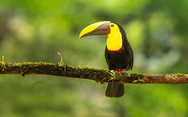 Goldkehltukan (Ramphastos ambiguus) © SBOR Naturfotografie