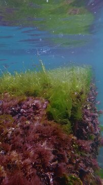 School of sand smelt fish swimming over submerged concrete seawall overgrown with vivid green Ulva and red seaweeds reflecting in water surface, swaying in current and releasing tiny oxygen bubbles.