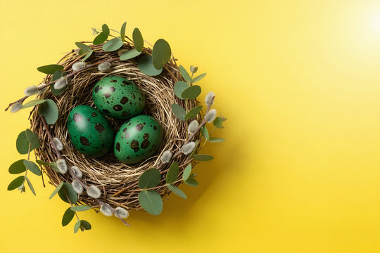 Green speckled eggs in nest of eucalyptus and willow, on yellow background. Banner template for spring Christianfestive decoration for Christian holiday season Easter day with copy space.