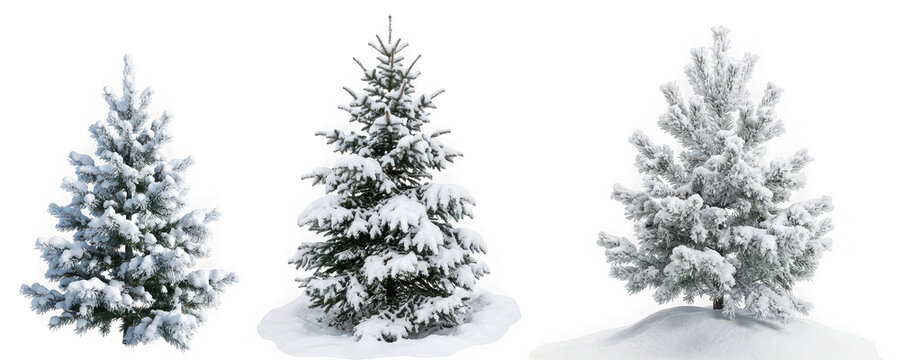 Three snowy evergreen pine trees isolated on transparent background