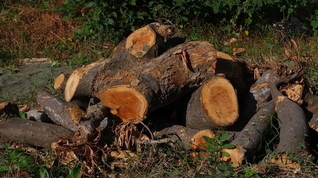 Stack of Pine Wood Pieces