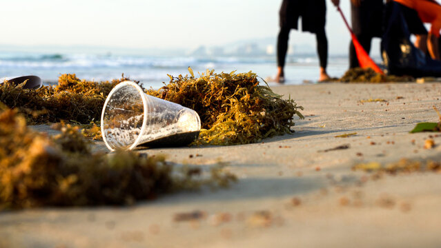 Environmental Impact of Plastic Waste on Marine Life: A Call for Action on Beach Cleanup Efforts to Preserve Coastal Ecosystems