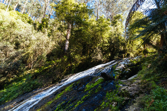 Tarra Falls cascading over mossy rocks in Tarra Bulga National Park Australia